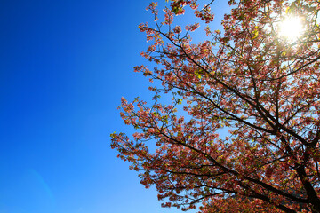 Beautiful spring wild Himalayan cheery blossom blooming on trees with sunlight flare or leak and clear blue sky background at park garden Tokyo, Japan. Pink Sakura flower bushes with copy space. 