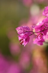 pink flower