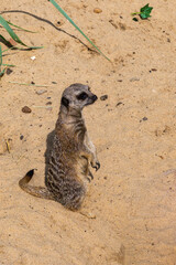 A sad meerkat looks thoughtfully into the distance.