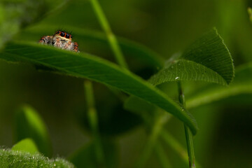 Little jumping spider spying