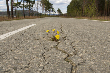 yellow dandelion flowers on the asphalt