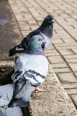 Two pigeons in city park. Close up of gray birds