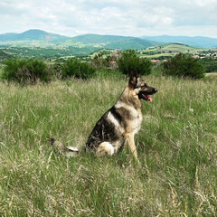 german shepherd dog sitting in the green grass