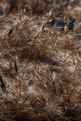 Dry grass on dark background, low key in pastel, neutral colors, reed layer, reed seeds.