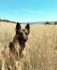 Happy german shepherd dog in a corn field with blue sky at summer