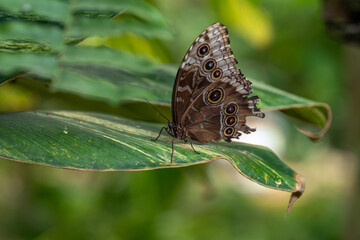 macrophotography of a brown butterfly with eye shapes on its wings perched on a leaf
