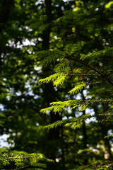 Closeup of fir branches with young buds in spotlight, blurred background, Germany