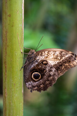 Fototapeta premium close-up of a brown butterfly with eye-shapes on its wings attached to the stem of a plant