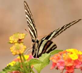 Tiny Angels Butterfly