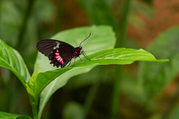close-up of a butterfly with a red and black wings and body perched on a leaf