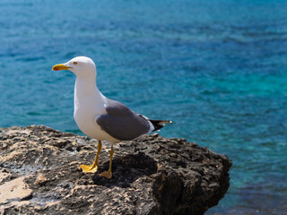 Fototapeta premium Seagull on the sea coast. Curious wild bird