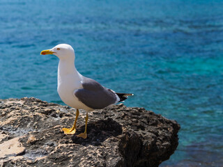 Seagull on the sea coast. Curious wild bird