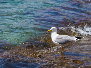 Fototapeta na wymiar Seagull hunting in the sea.