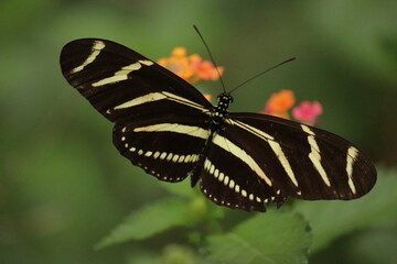 Tiny Angels Butterfly