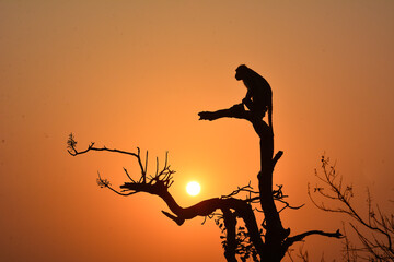 silhouette of a monkey looking over the sunset in matheran