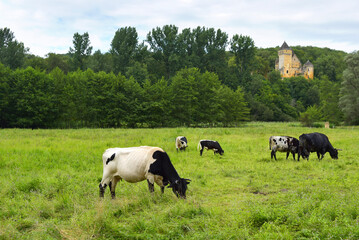 prairie et vaches