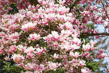 magnolia tree blossom in springtime. tender pink flowers bathing in sunlight. warm may weather. Blooming magnolia tree in spring, internet springtime banner. Spring floral background.
