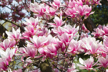 magnolia tree blossom in springtime. tender pink flowers bathing in sunlight. warm may weather. Blooming magnolia tree in spring, internet springtime banner. Spring floral background.