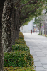 Fototapeta premium まっすぐな遊歩道