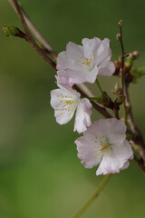 桜の花が咲いた
