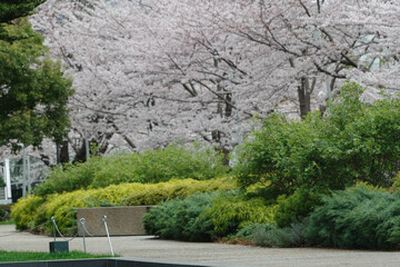桜が満開の東京ミッドタウン