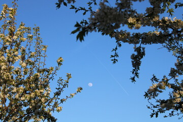 Cherry tree and moon