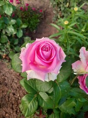 pink roses in garden