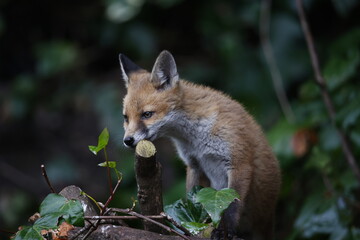 Urbn fox cubs exploring the garden