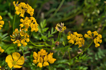 Yellow flowers of common bird's-foot trefoil, Lotus corniculatus, pea family Fabaceae and the wool carder bee Anthidium punctatum, flying bee