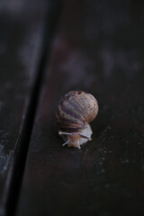 small snail