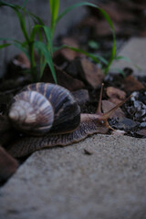 small snail