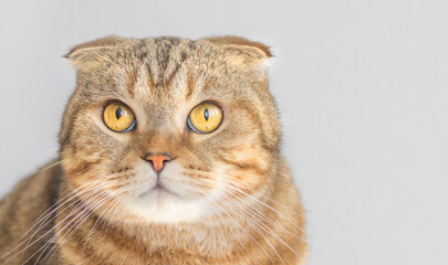 Portrait of a striped fat cat Scottish fold..