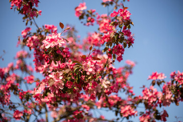 spring flower blossom trees, sakura, cherry, apple tree