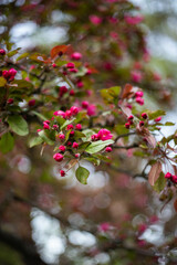 spring flower blossom trees, sakura, cherry, apple tree