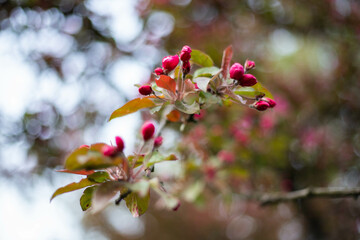 spring flower blossom trees, sakura, cherry, apple tree