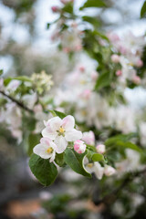 spring flower blossom trees, sakura, cherry, apple tree