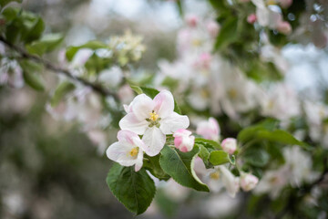 spring flower blossom trees, sakura, cherry, apple tree