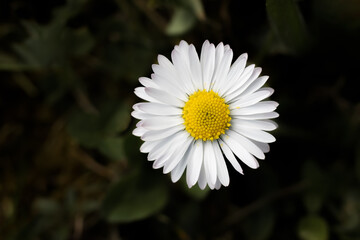Obraz premium Beautiful Flowers