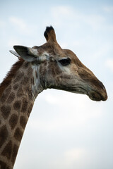 giraffe close up