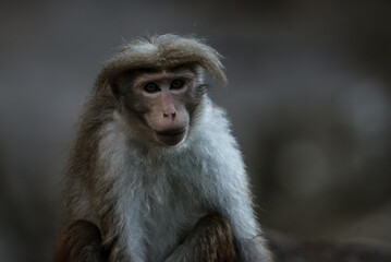 A portrait of a brown furred macaque monkey looking at camera over gray blurred background.