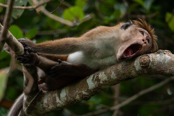 Portrait of bored monkey lying and having rest on a tree branch with opened eyes looking aside and open jaw.