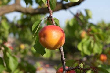 apricots on a tree, red of Roussillon