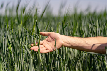 Male hand touches ears of rye oats. Green ears with seeds of cereals rye wheat oats. Farming growing cereals