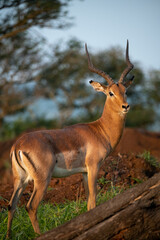 impala male