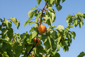 apricots on a branch