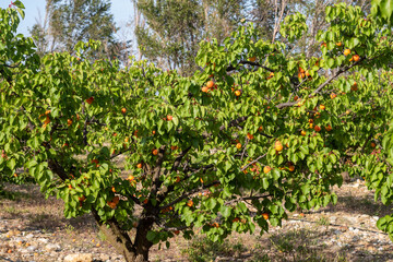 Fototapeta na wymiar apricots on a tree, red of Roussillon