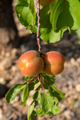 Apricot red of Roussillon