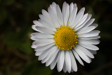 Obraz premium Beautiful Flowers