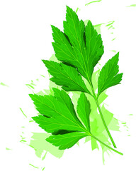 Abstract of White mugwort plant on white with color spread background. (Scientific name Artemisia lactiflora)