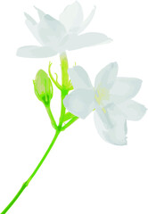 Abstract of Arabian jasmine flower on white background. (Scientific name Jasminum Sambac)